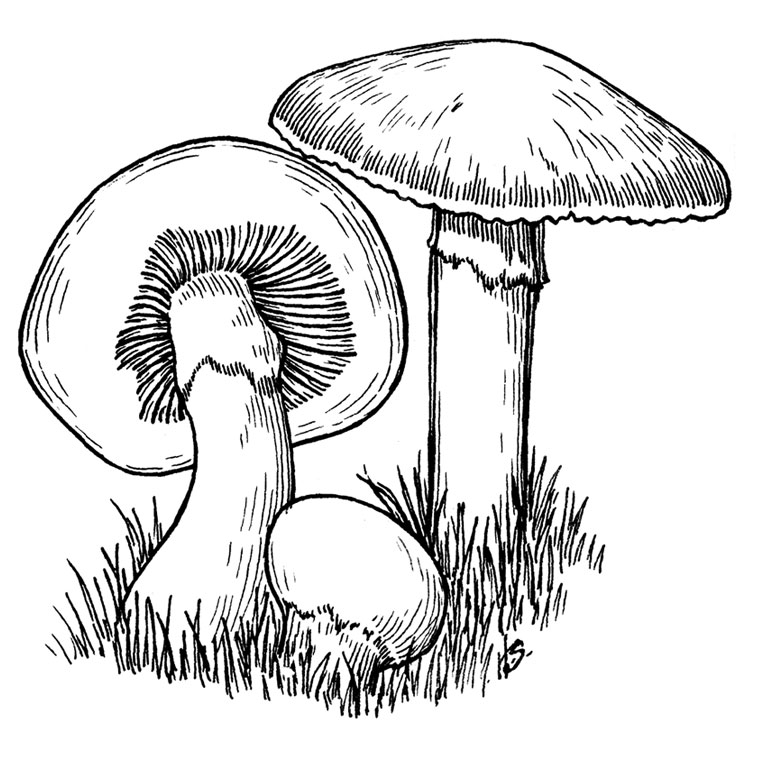 coloriage d un champignon