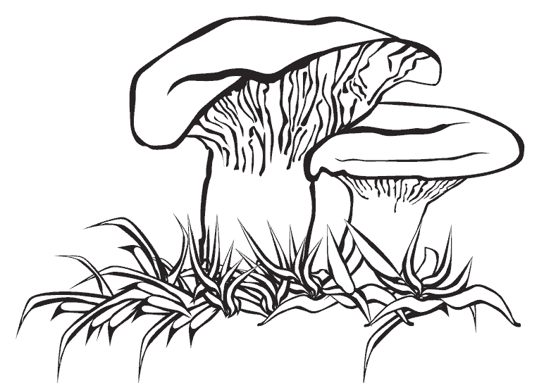 dessin à colorier champignon automne