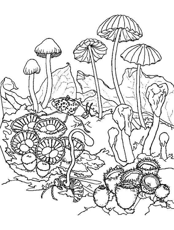 dessin  colorier automne champignon