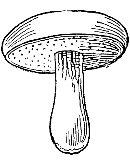 dessin  colorier champignon mario