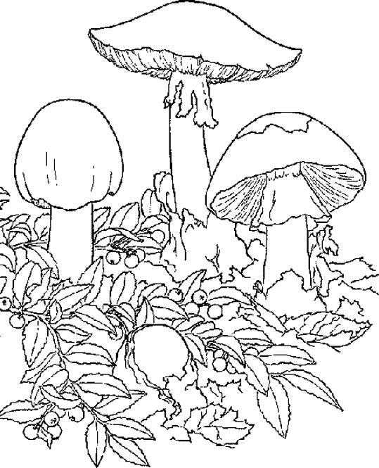 coloriage  dessiner champignons  imprimer