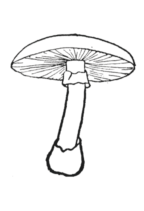 coloriage à dessiner dessin champignon