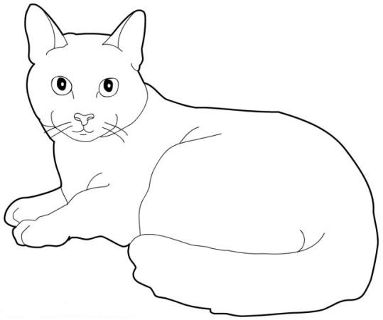 coloriage chat a imprimer