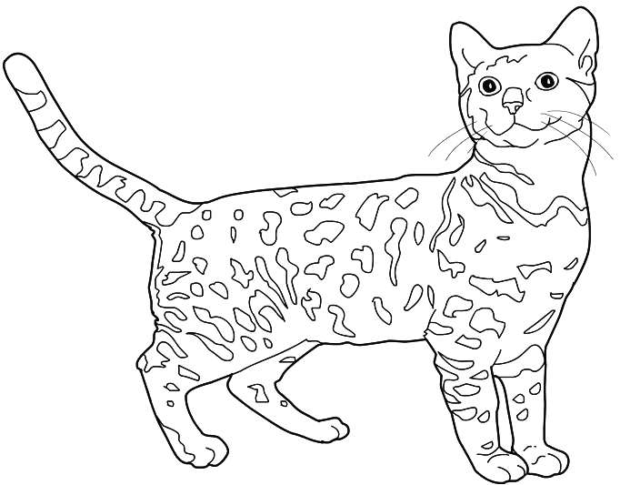 coloriage chat pott� en ligne