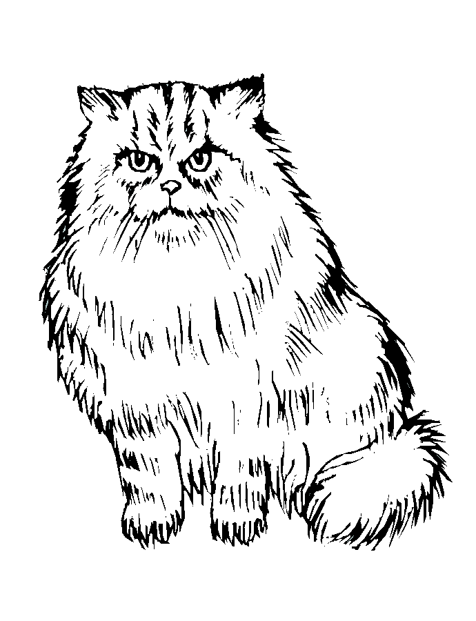 coloriage gros chat