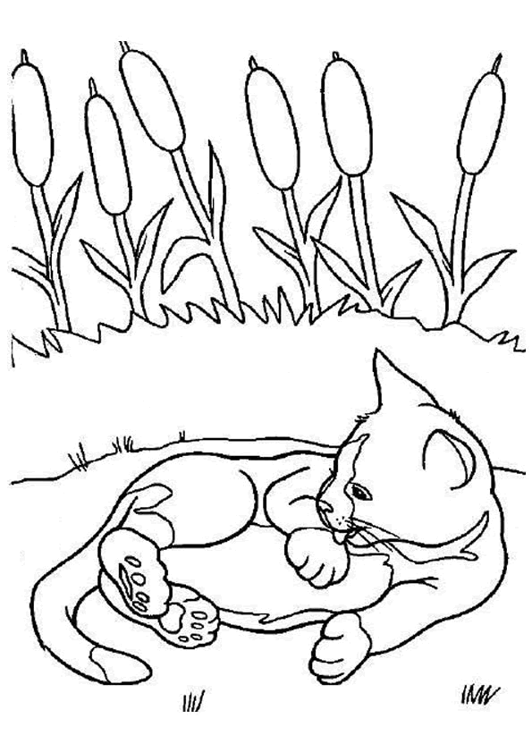 coloriage chat trop mignon