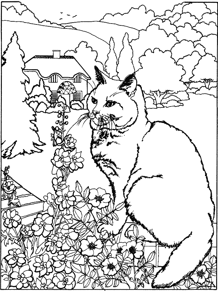 coloriage chi vie chat