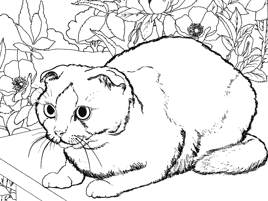 coloriage chat siamois