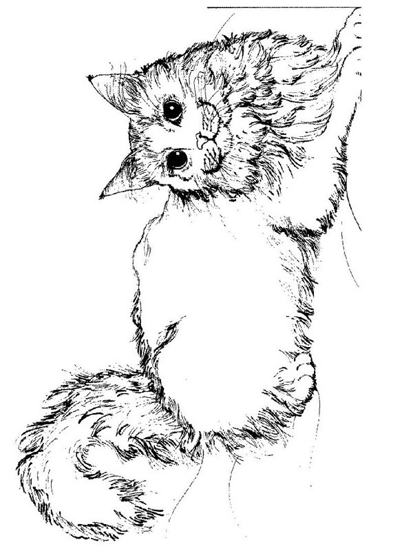 127 dessins de coloriage Chat à imprimer coloriage chat