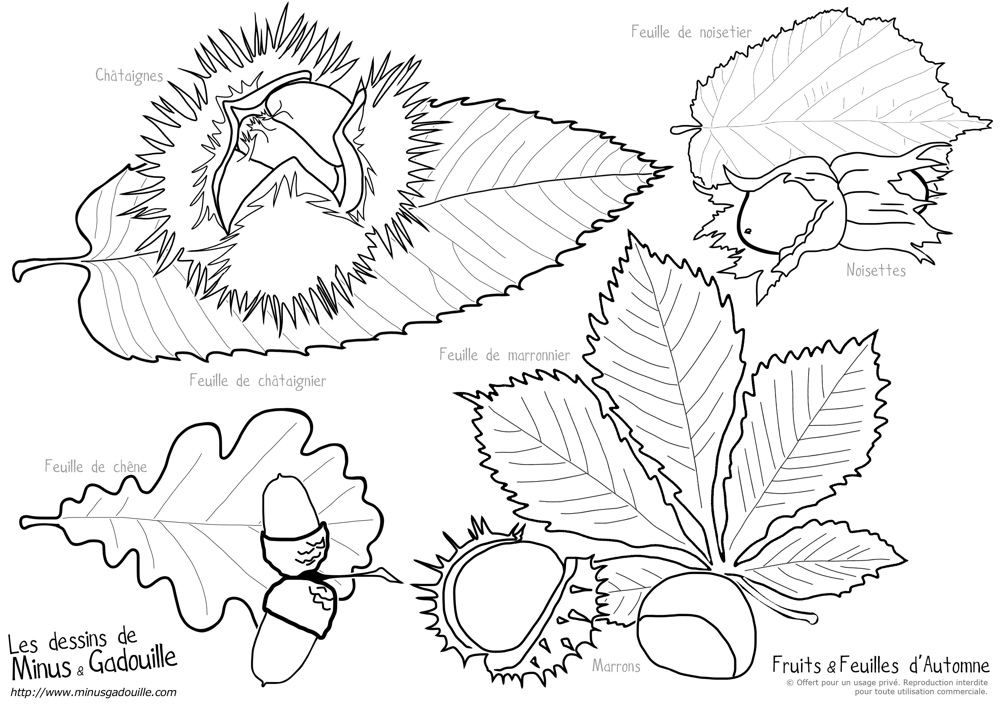 coloriage chataigne