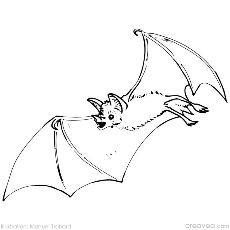 dessin chauve souris halloween