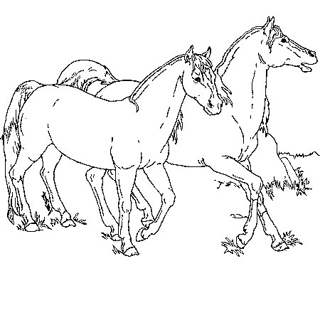 coloriage a imprimer gratuit de cheval