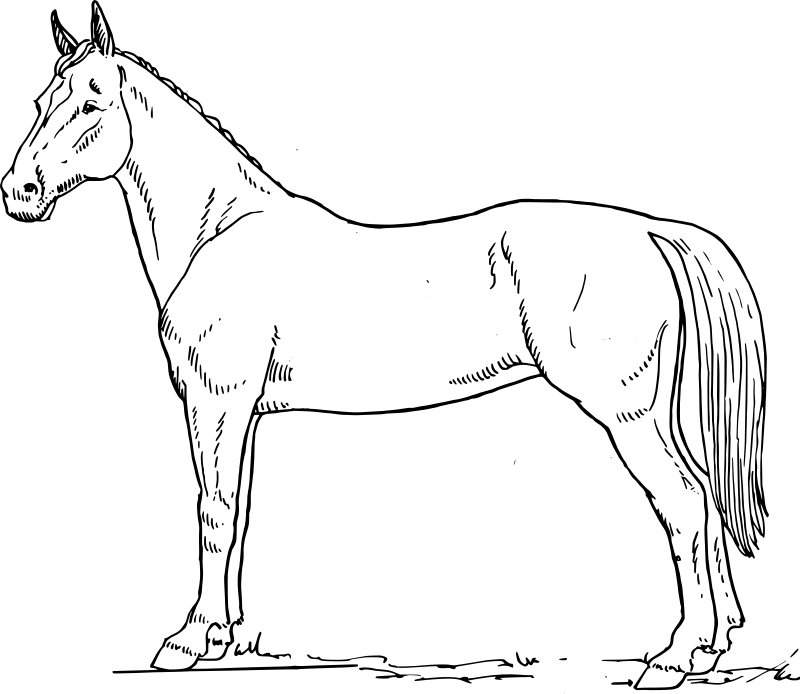 coloriage de cheval jeu