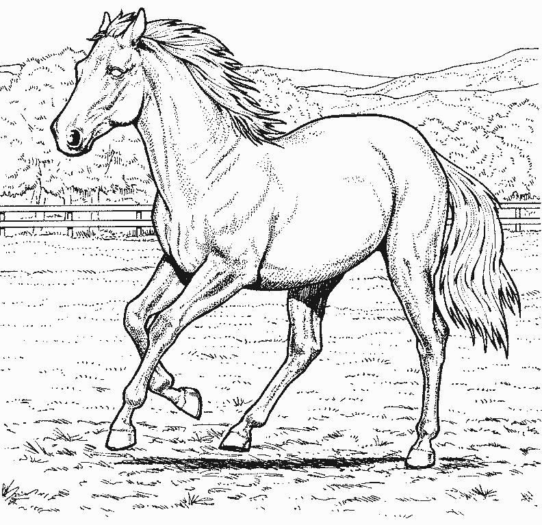 coloriage cheval course