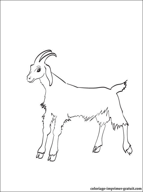 dessin a colorier tete de chevre