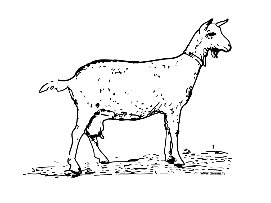 dessin a colorier de chevre et de bouc