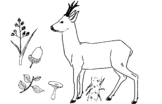 coloriage à dessiner chasse chevreuil