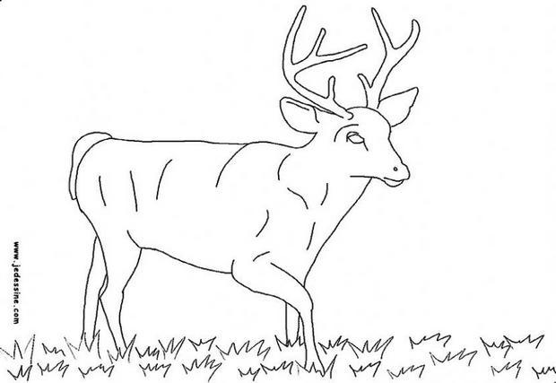 Coloriage Chevreuil à colorier - Dessin à imprimer dessin à colorier chevreuil