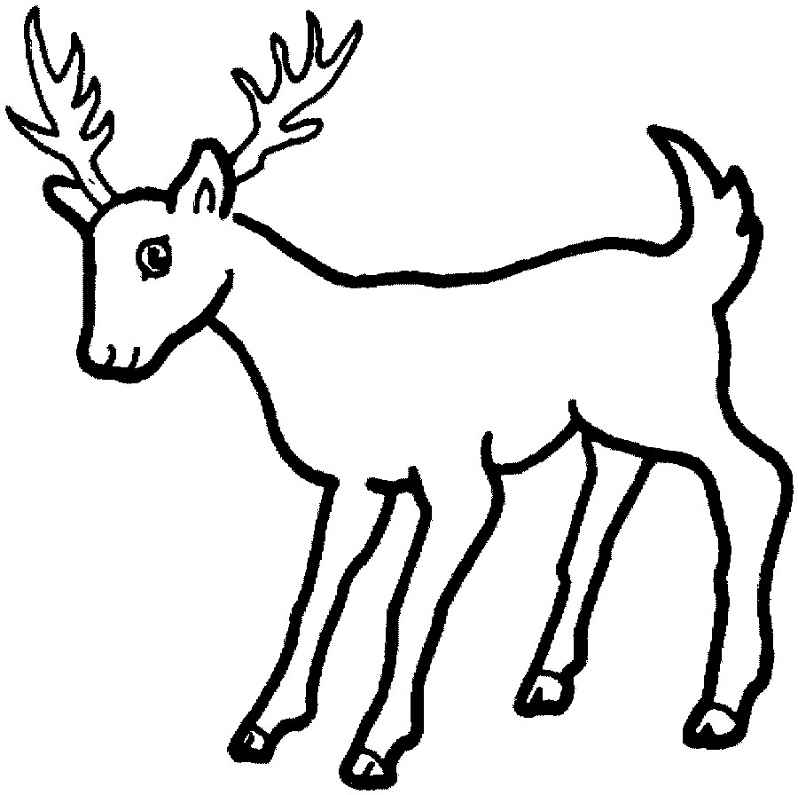 Coloriage Chevreuil A Imprimer Coloriage Chevreuil A Imprimer