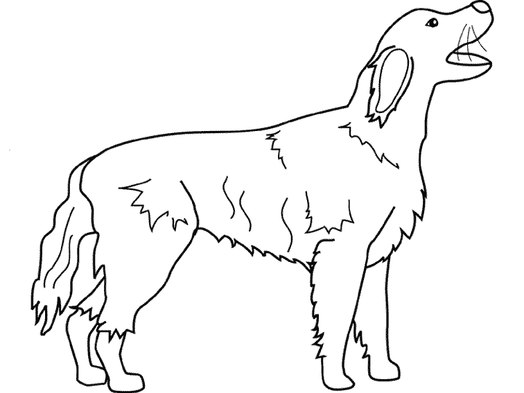 coloriage chien de chasse