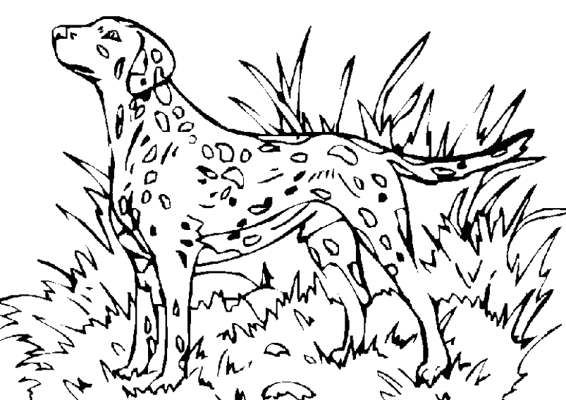 coloriage chien de chasse