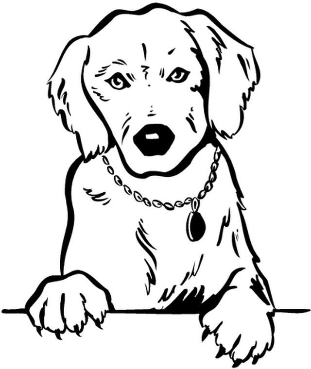 coloriage chien golden retriever a imprimer