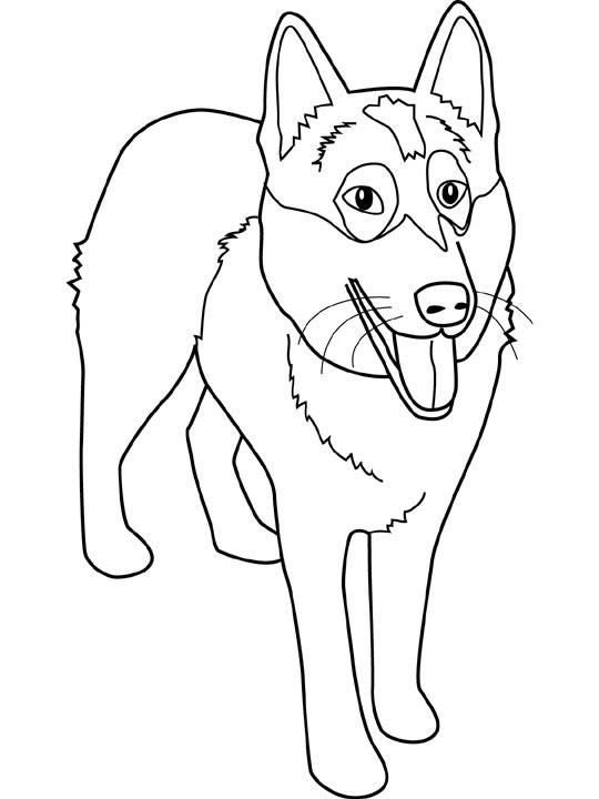 coloriage magique chien