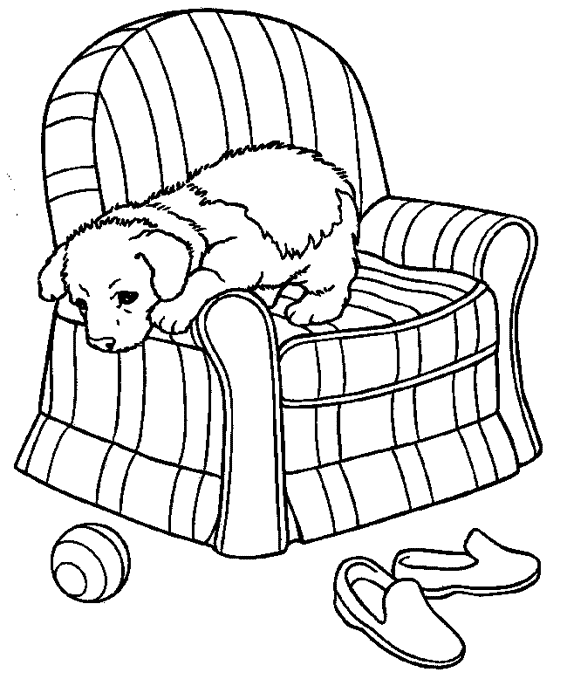 coloriage chien cavalier king charles