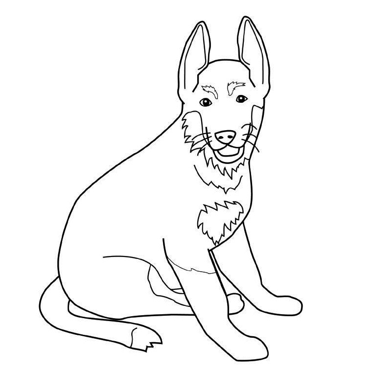 coloriage chien border collie