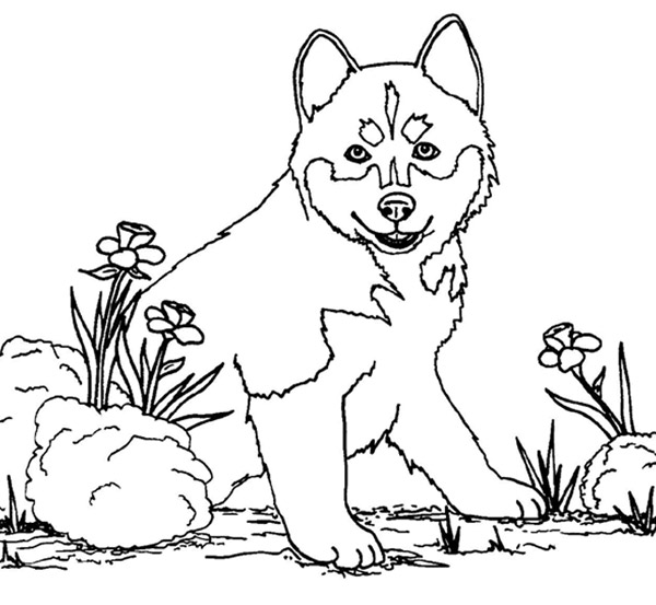 coloriage interactif chien