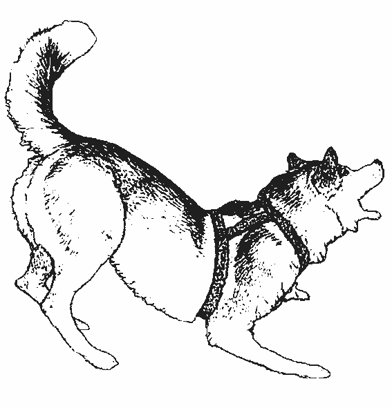 coloriage de chien de neige