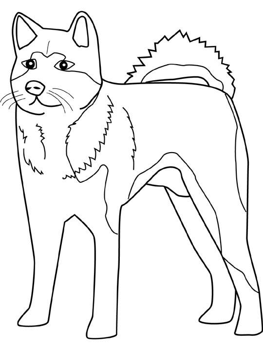 coloriage chien whippet