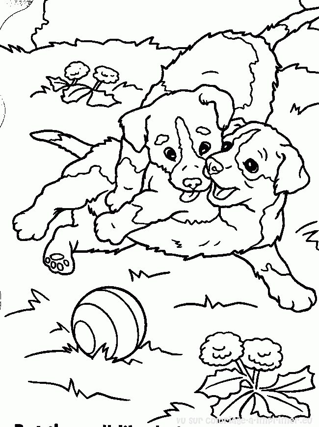 coloriage chien caniche