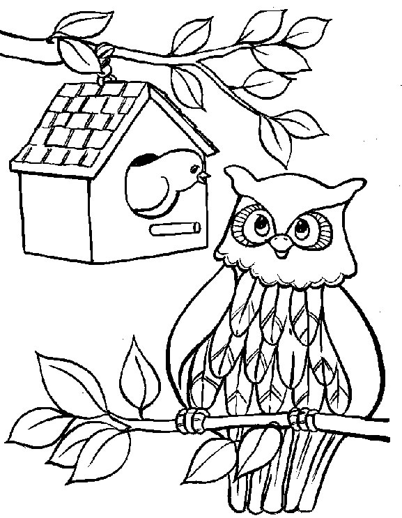 dessin chouette hibou