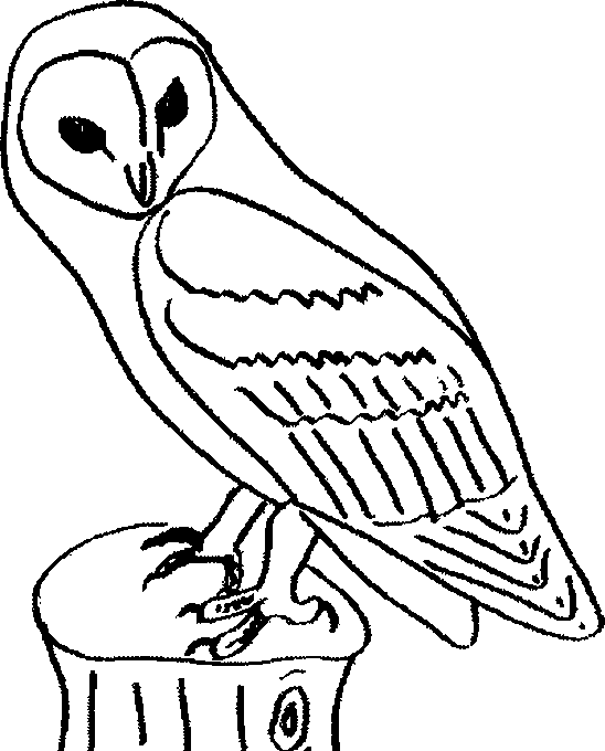 dessin chouette hibou