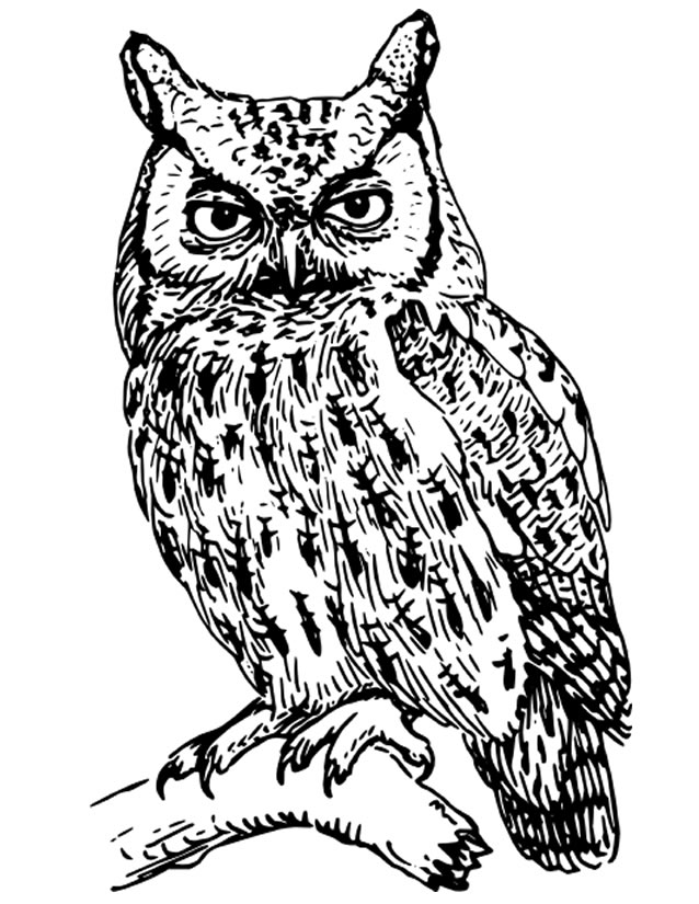 coloriage à dessiner chouette hibou