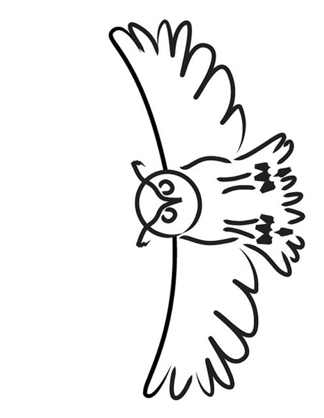 coloriage chouette hibou