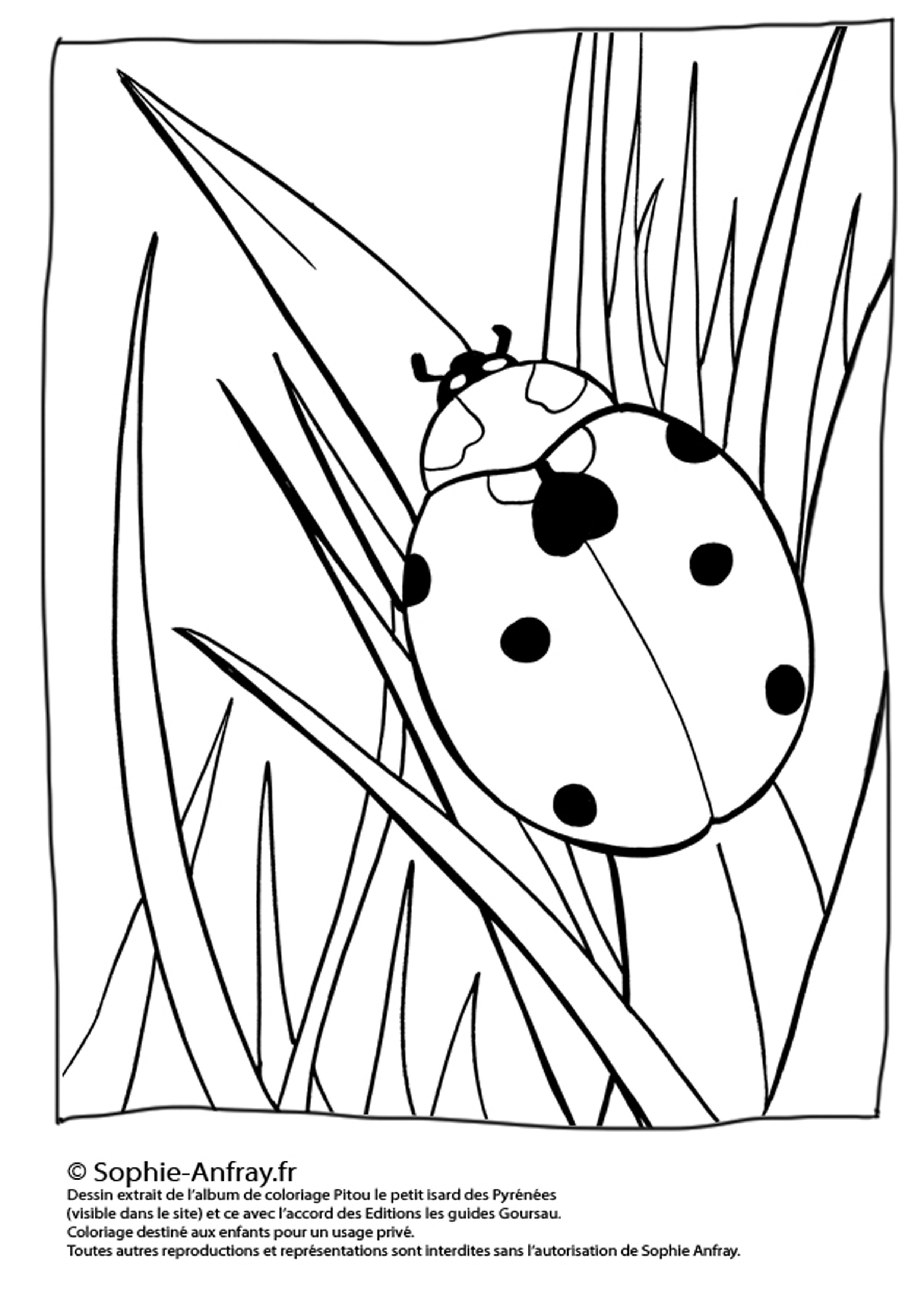 coloriage à dessiner coccinelle sans points