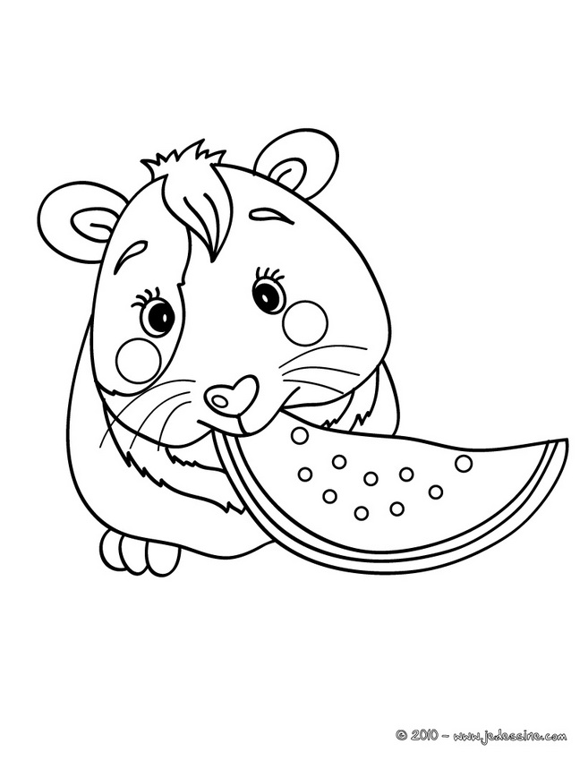 Coloriage d'un COCHON D'INDE gratuit Jedessine  - coloriage de cochon d inde