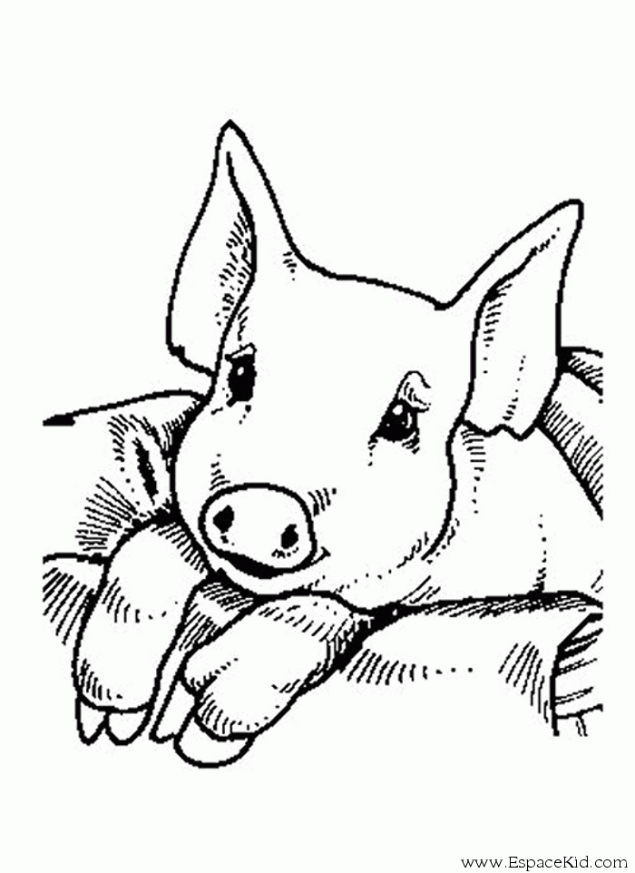 dessin cochon  imprimer