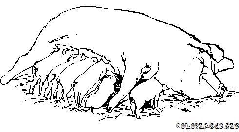 coloriage à dessiner cochon d'inde gratuit ligne