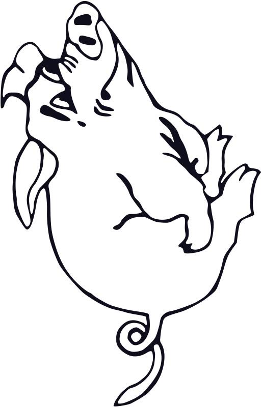 dessin cochon d'inde