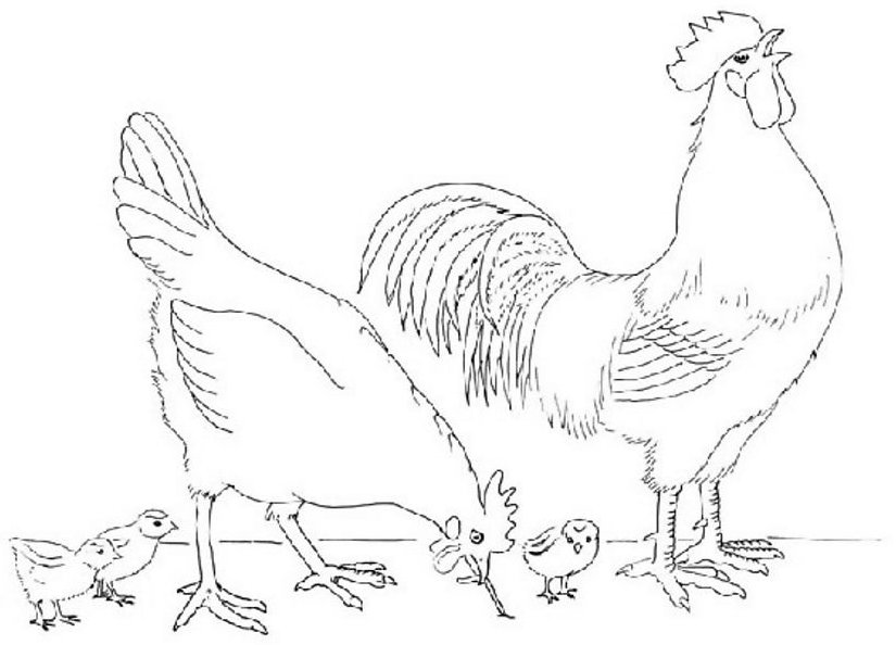 dessin coq de bruyere