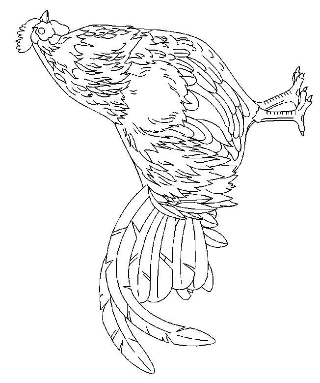 coloriage à dessiner de poule coq et poussin