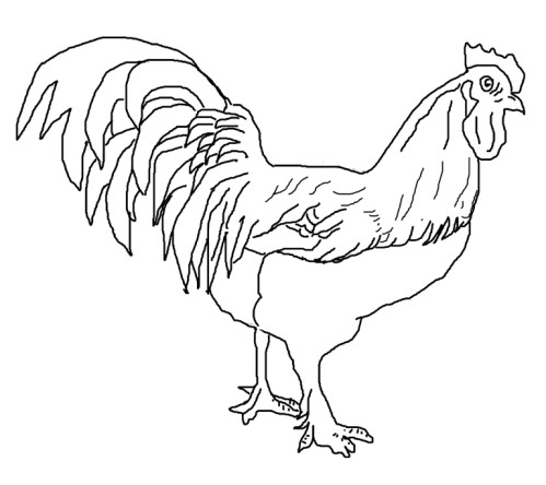 dessin gratuit coq imprimer