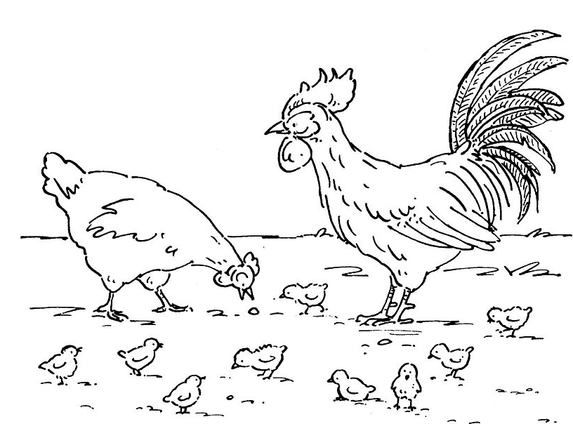 Coloriage Coq Poule