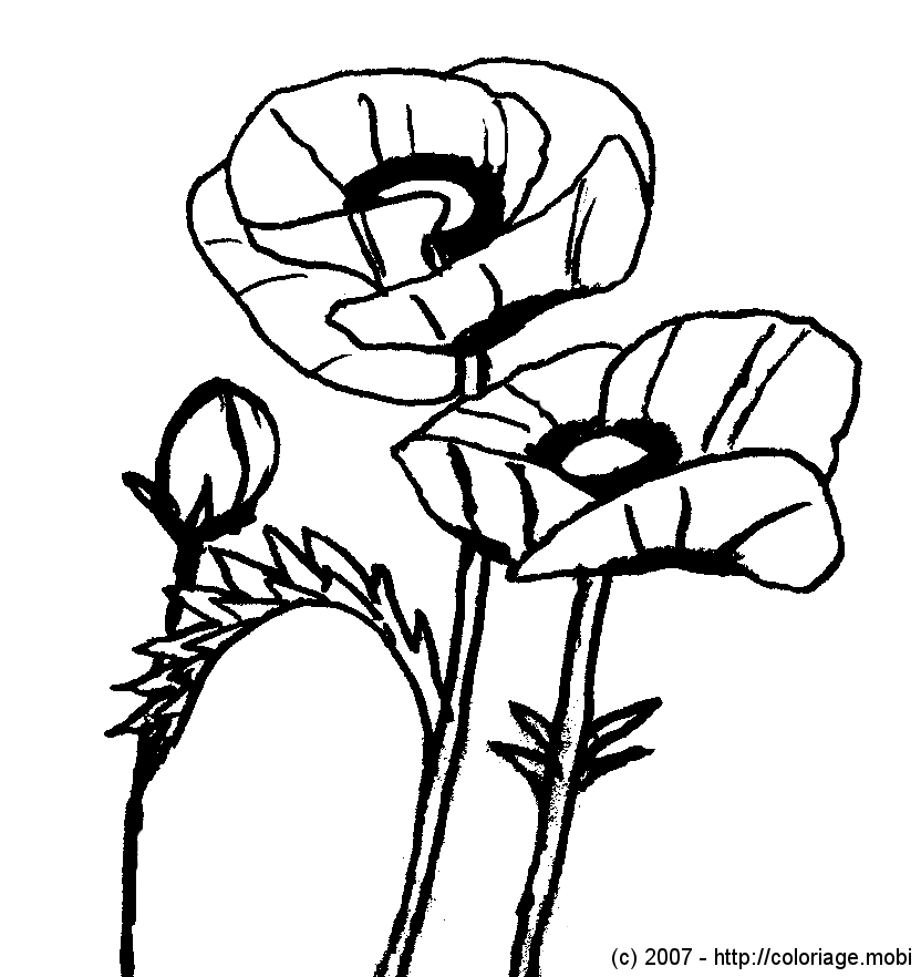 coloriage coquelicot imprimer gratuit