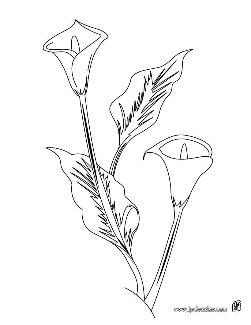 coloriage coquelicot imprimer gratuit