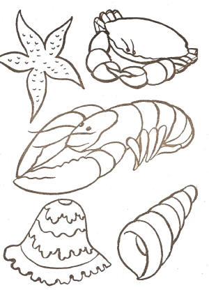 coloriage coquillage de mer