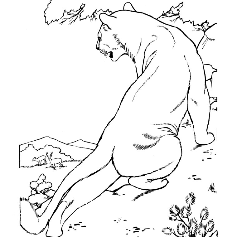 Coloriage Cougar à colorier - Dessin à imprimer dessin cougar
